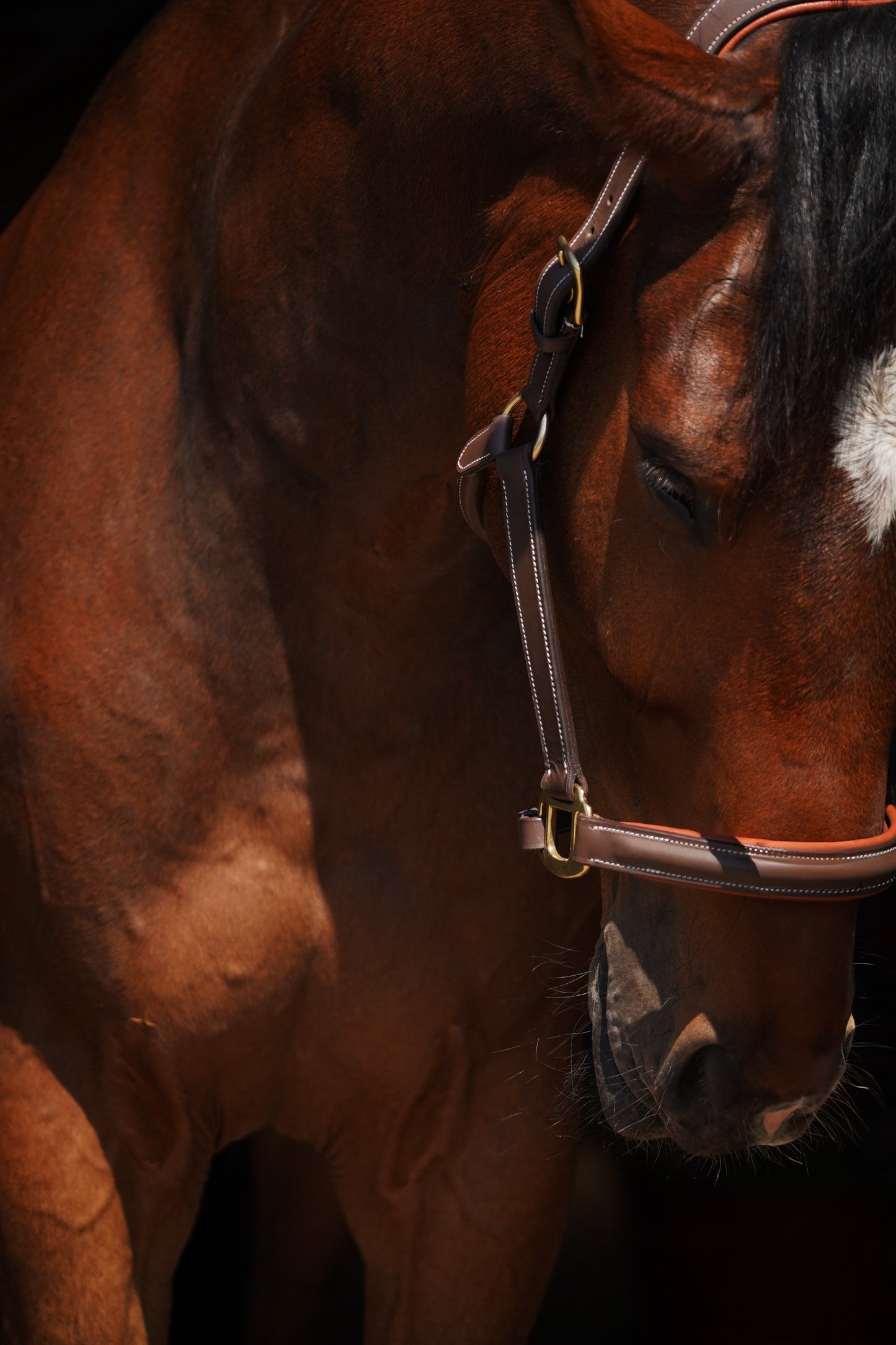 Luxe bruin lederen halster – anatomisch, met naamplaatje