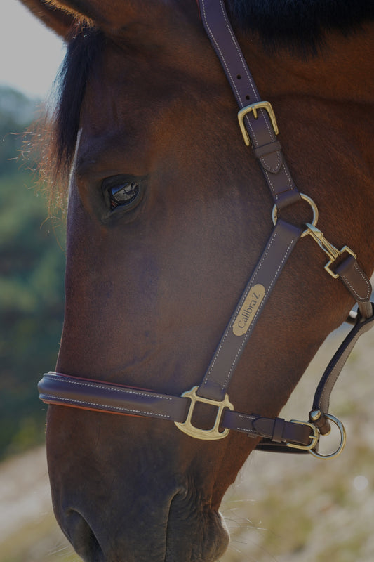 Luxe bruin lederen halster – anatomisch, met naamplaatje