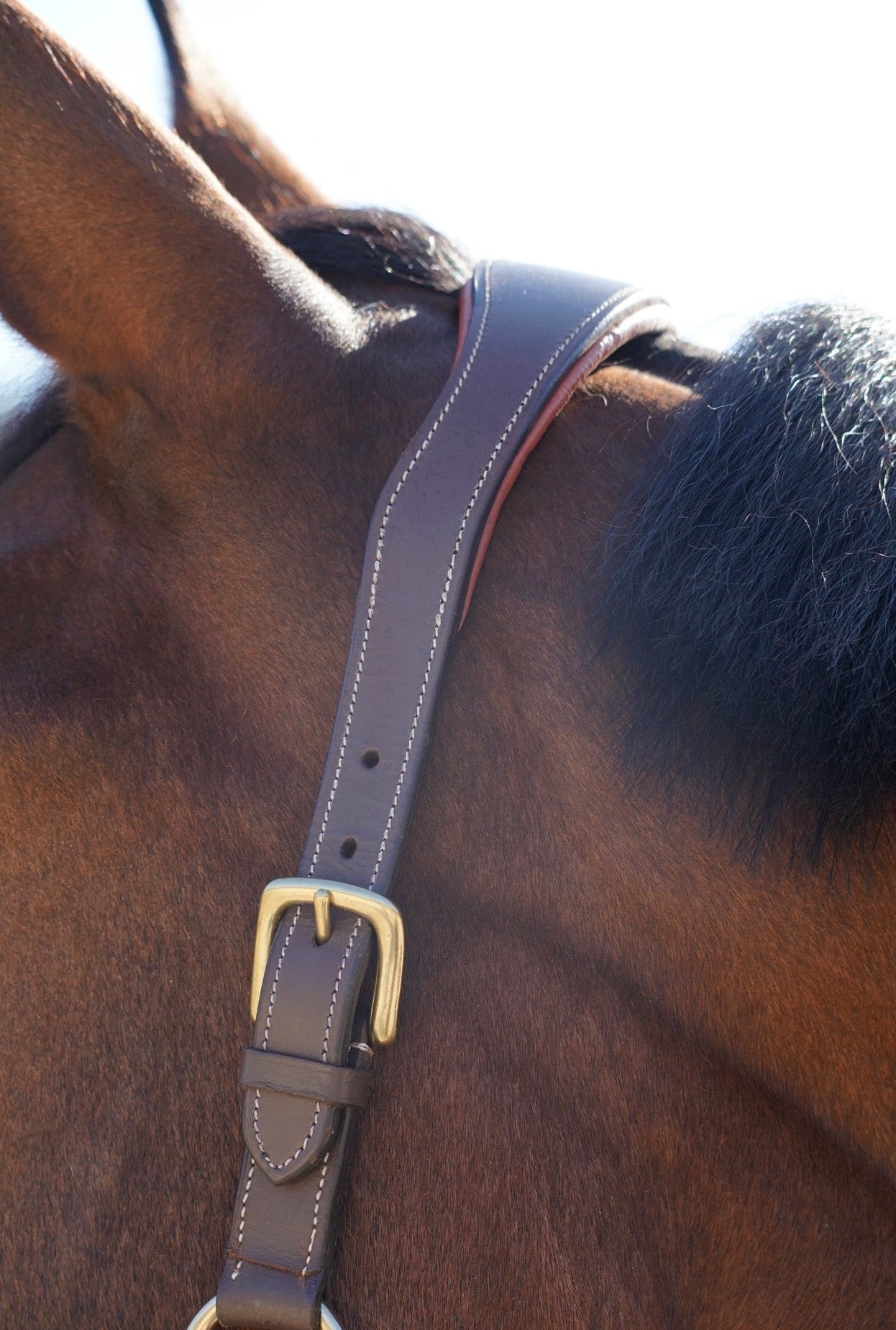 Luxe bruin lederen halster – anatomisch, met naamplaatje