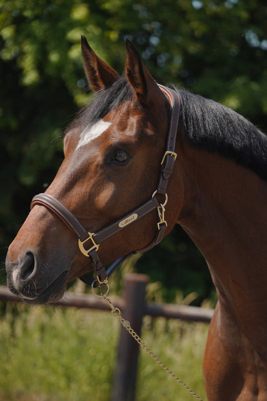 Luxe bruin lederen halster – anatomisch, met naamplaatje